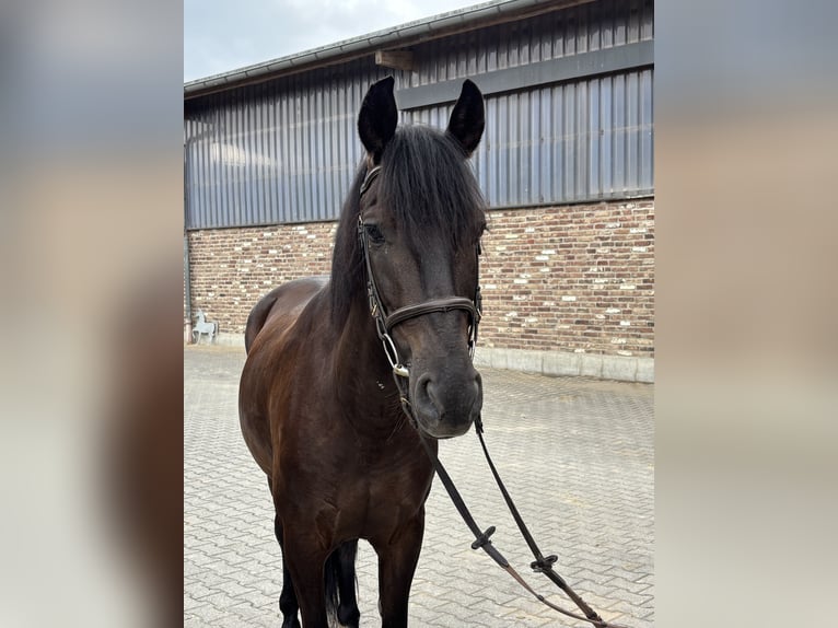 PRE Ruin 6 Jaar 152 cm Zwart in Grevenbroich