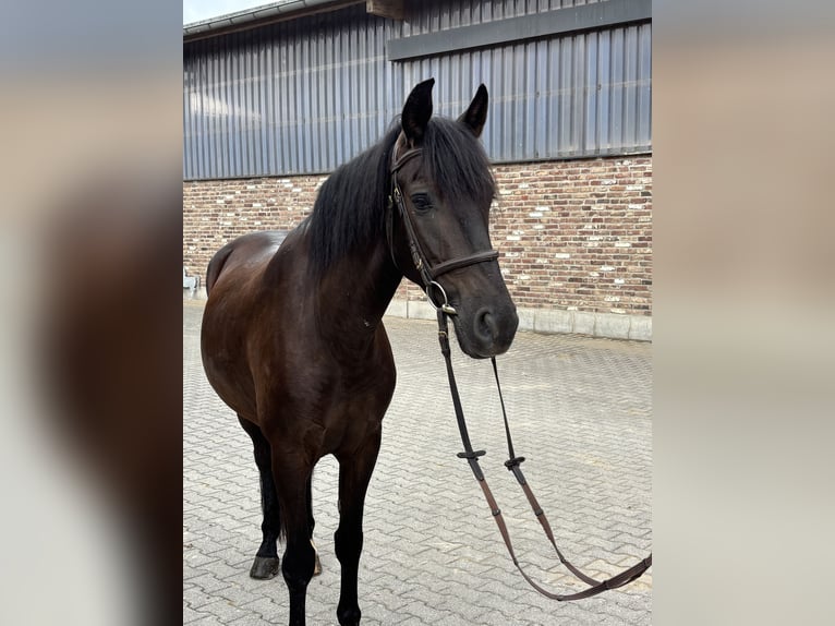 PRE Ruin 6 Jaar 152 cm Zwart in Grevenbroich