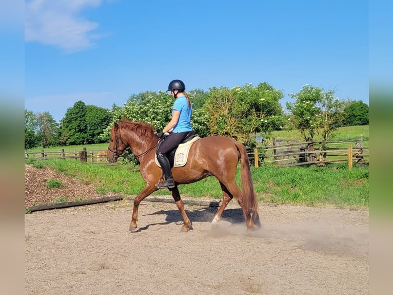 PRE Mix Ruin 6 Jaar 153 cm Vos in Karlshuld