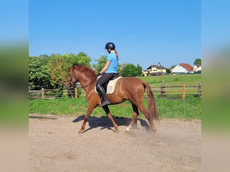PRE Mix Ruin 6 Jaar 153 cm Vos in Karlshuld