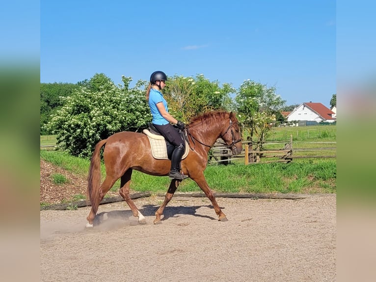 PRE Mix Ruin 6 Jaar 153 cm Vos in Karlshuld