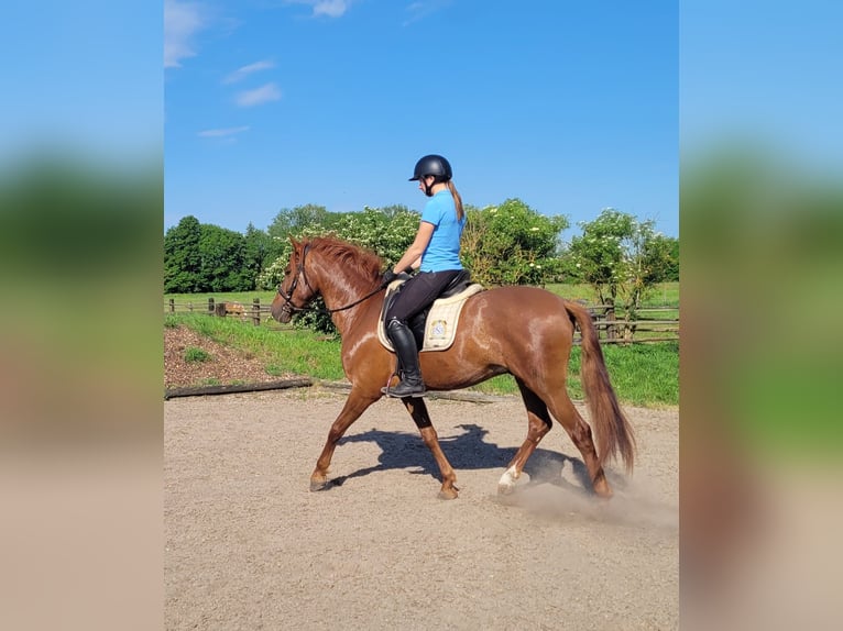 PRE Mix Ruin 6 Jaar 153 cm Vos in Karlshuld