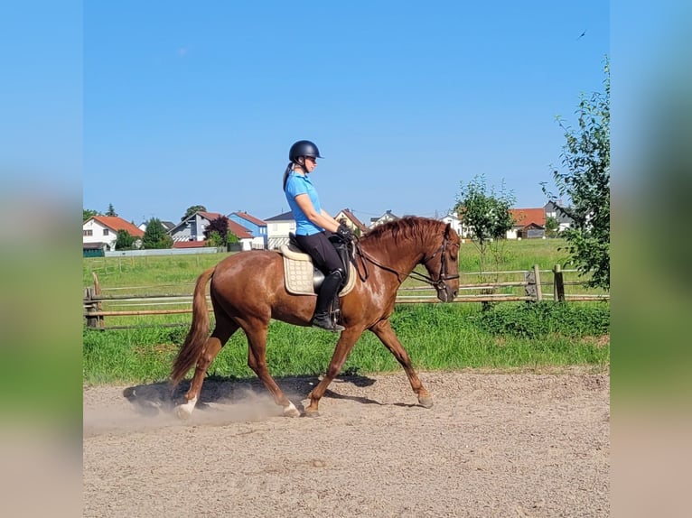 PRE Mix Ruin 6 Jaar 153 cm Vos in Karlshuld