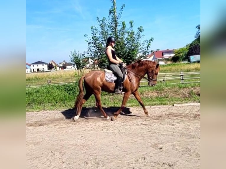 PRE Mix Ruin 6 Jaar 154 cm Vos in Karlshuld