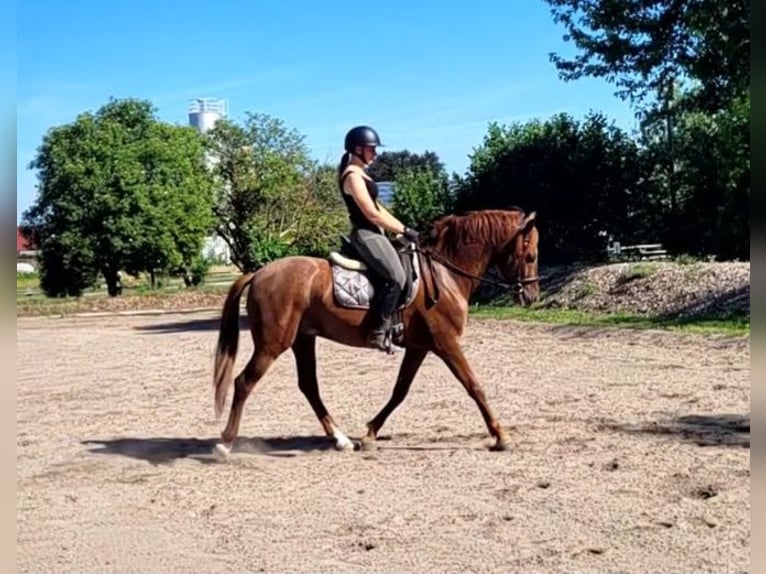 PRE Mix Ruin 6 Jaar 154 cm Vos in Karlshuld