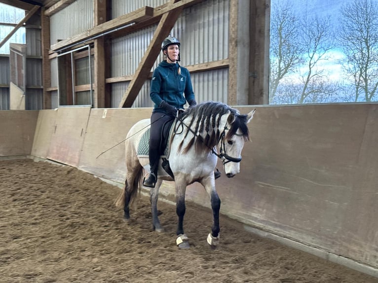PRE Ruin 6 Jaar 159 cm Buckskin in Rastorf