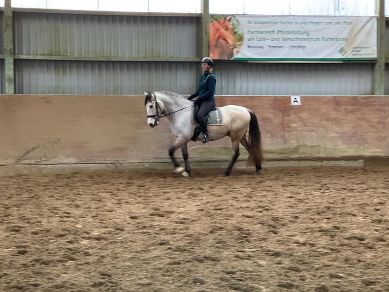 PRE Ruin 6 Jaar 159 cm Buckskin in Rastorf