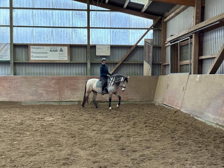 PRE Ruin 6 Jaar 159 cm Buckskin in Rastorf