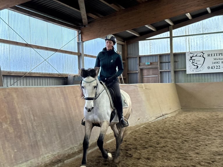 PRE Ruin 6 Jaar 159 cm Buckskin in Rastorf