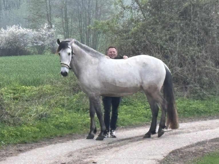 PRE Ruin 6 Jaar 159 cm Buckskin in Rastorf