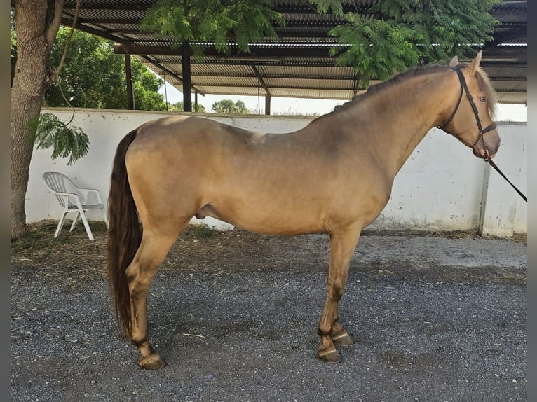PRE Mix Ruin 6 Jaar 159 cm Champagne in Verl