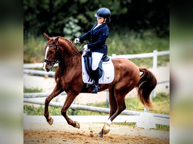 PRE Mix Ruin 6 Jaar 159 cm Vos in Sevilla