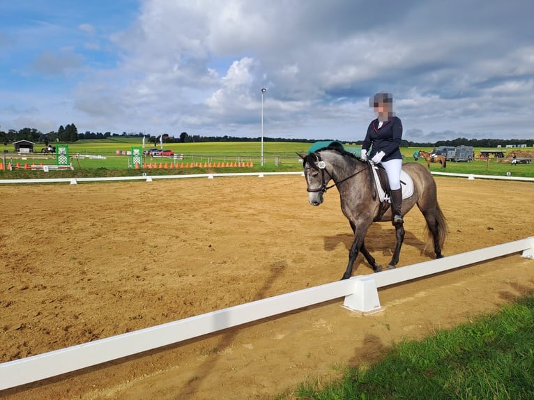 PRE Mix Ruin 6 Jaar 160 cm Brown Falb schimmel in Lichtenberg