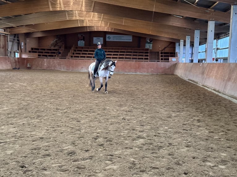 PRE Ruin 6 Jaar 160 cm Buckskin in Rastorf PRE Ruin 6 Jaar 160 cm Buckskin in Rastorf