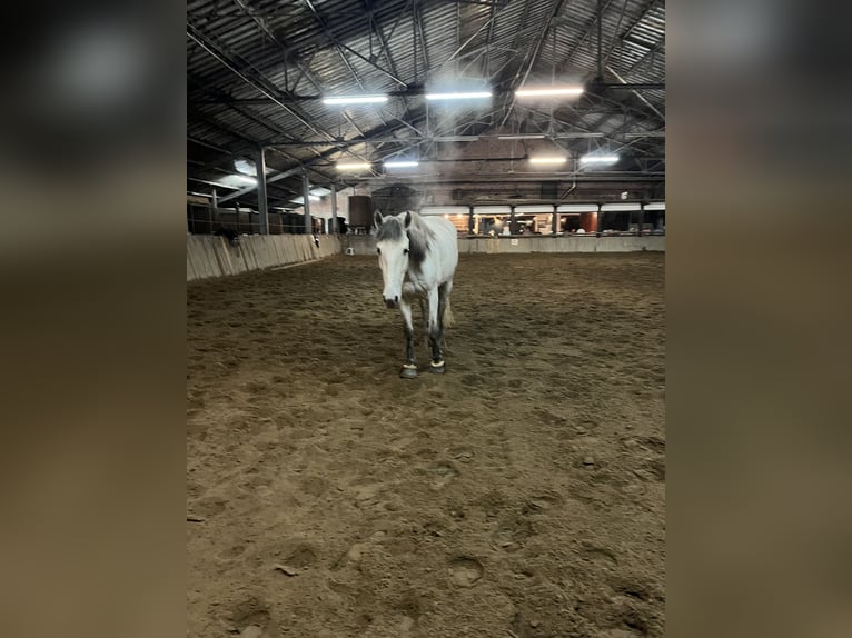 PRE Ruin 6 Jaar 160 cm Schimmel in Koningshooikt