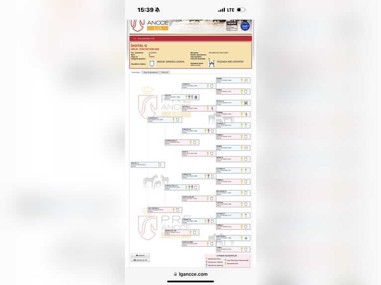 PRE Ruin 6 Jaar 161 cm Schimmel in Valencia