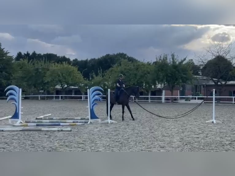 PRE Mix Ruin 6 Jaar 162 cm Zwartbruin in Haren