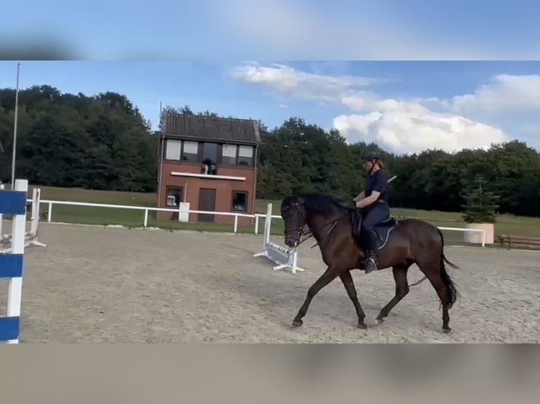 PRE Mix Ruin 6 Jaar 162 cm Zwartbruin in Haren