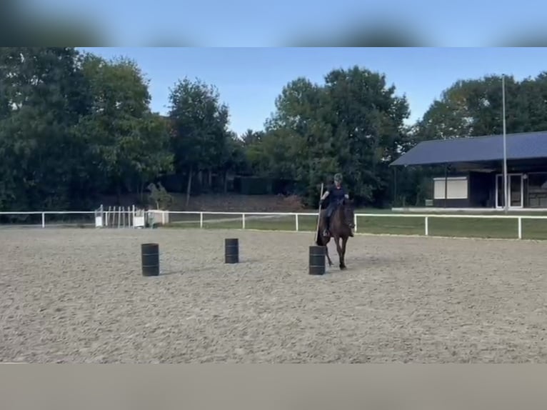 PRE Mix Ruin 6 Jaar 162 cm Zwartbruin in Haren