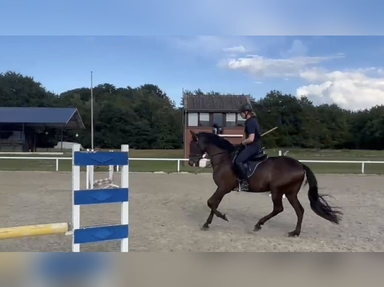 PRE Mix Ruin 6 Jaar 162 cm Zwartbruin in Haren