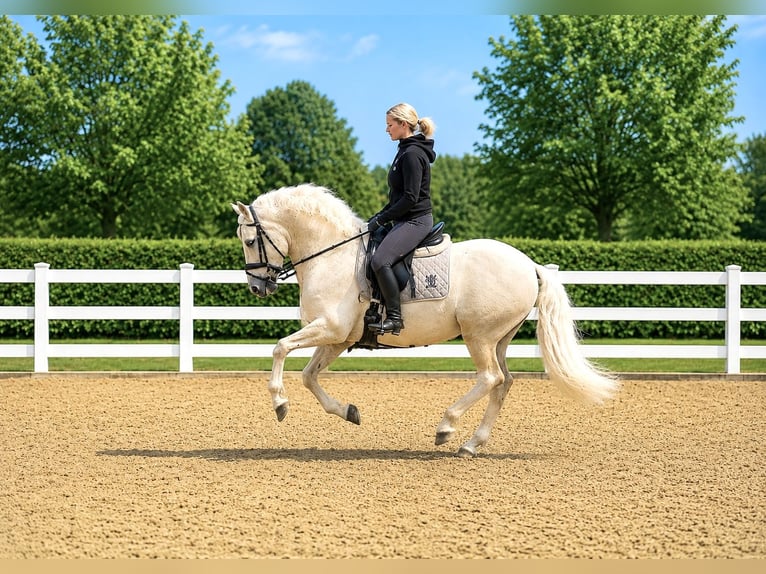 PRE Mix Ruin 6 Jaar 163 cm Palomino in Niederkrüchten