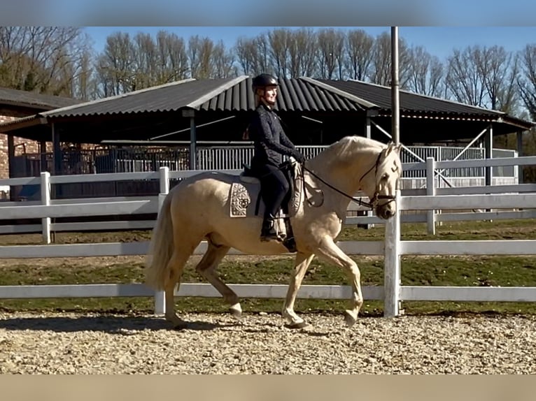 PRE Mix Ruin 6 Jaar 163 cm Palomino in Niederkrüchten
