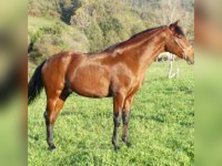 PRE Mix Ruin 6 Jaar 163 cm Roodbruin in Gijon