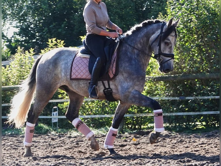 PRE Mix Ruin 6 Jaar 163 cm Schimmel in Osterholz-Scharmbeck