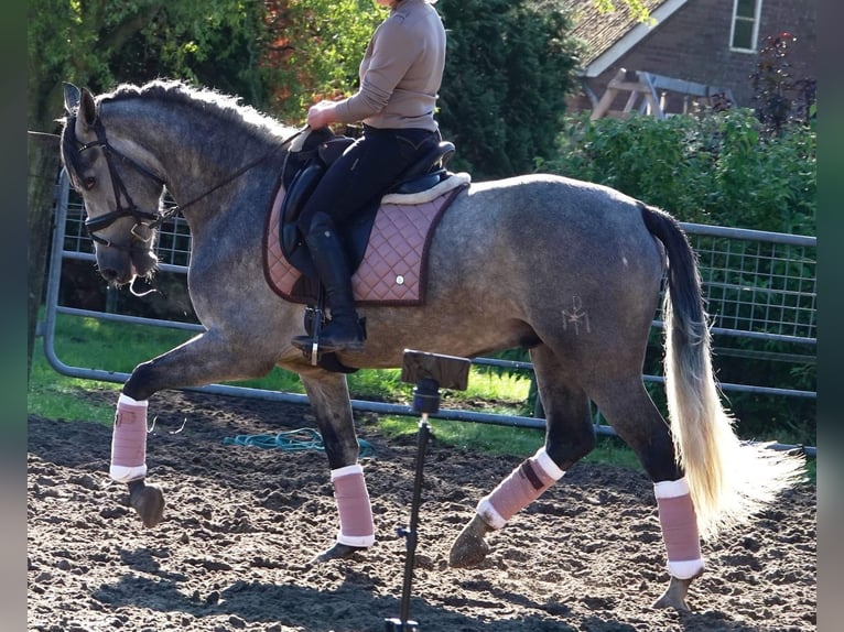 PRE Mix Ruin 6 Jaar 163 cm Schimmel in Osterholz-Scharmbeck