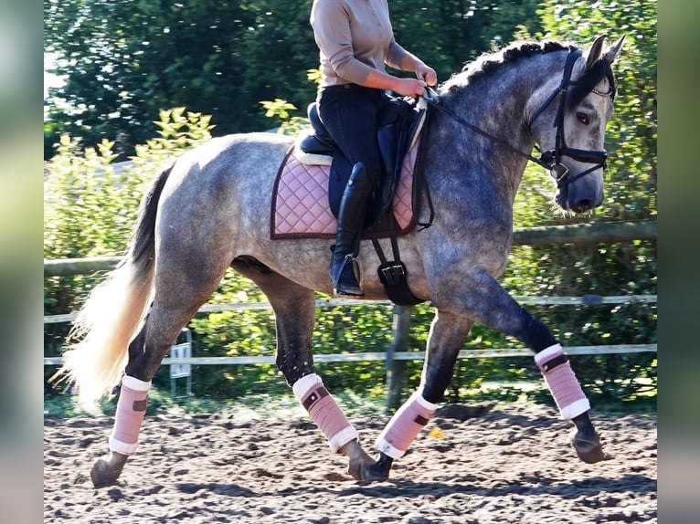 PRE Mix Ruin 6 Jaar 163 cm Schimmel in Osterholz-Scharmbeck