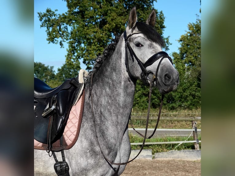 PRE Mix Ruin 6 Jaar 163 cm Schimmel in Osterholz-Scharmbeck
