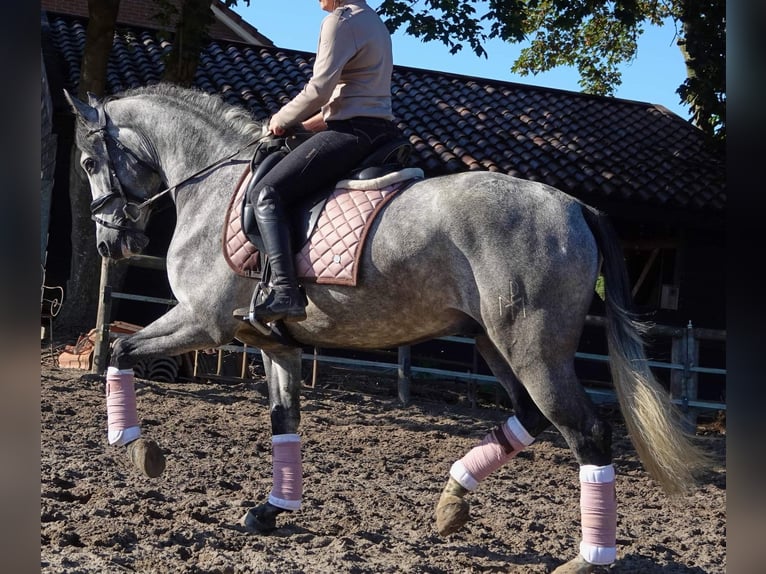 PRE Mix Ruin 6 Jaar 163 cm Schimmel in Osterholz-Scharmbeck