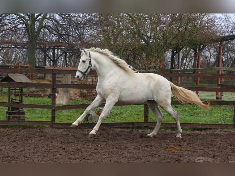 PRE Ruin 6 Jaar 163 cm Schimmel in Polenz