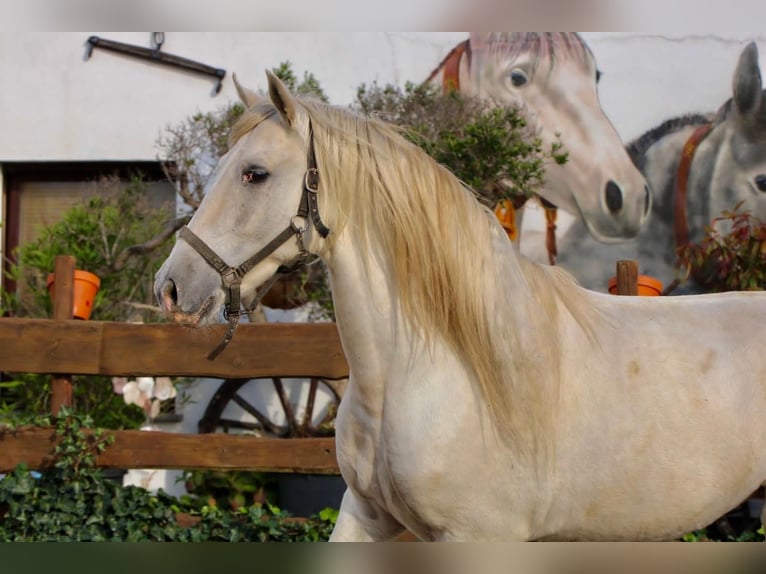 PRE Ruin 6 Jaar 163 cm Schimmel in Polenz