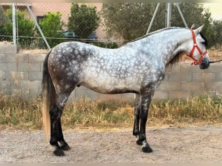 PRE Ruin 6 Jaar 164 cm Appelschimmel in Candeleda