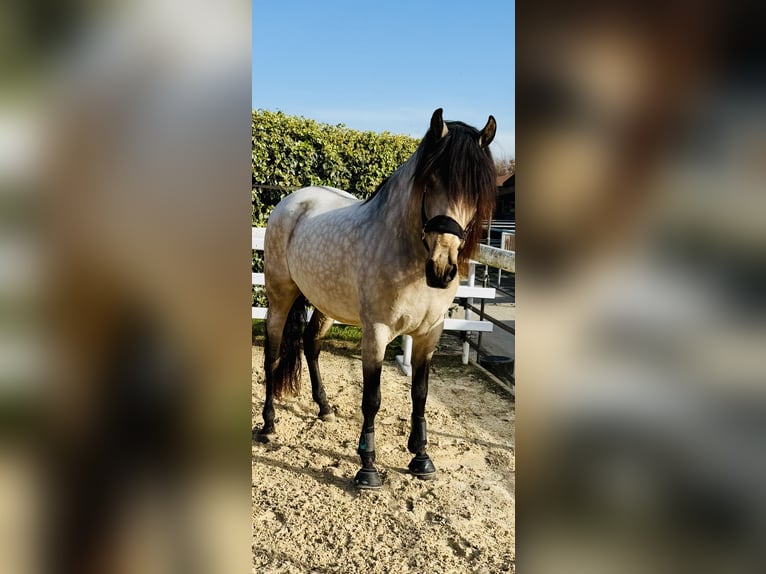 PRE Mix Ruin 6 Jaar 164 cm Falbe in Founex