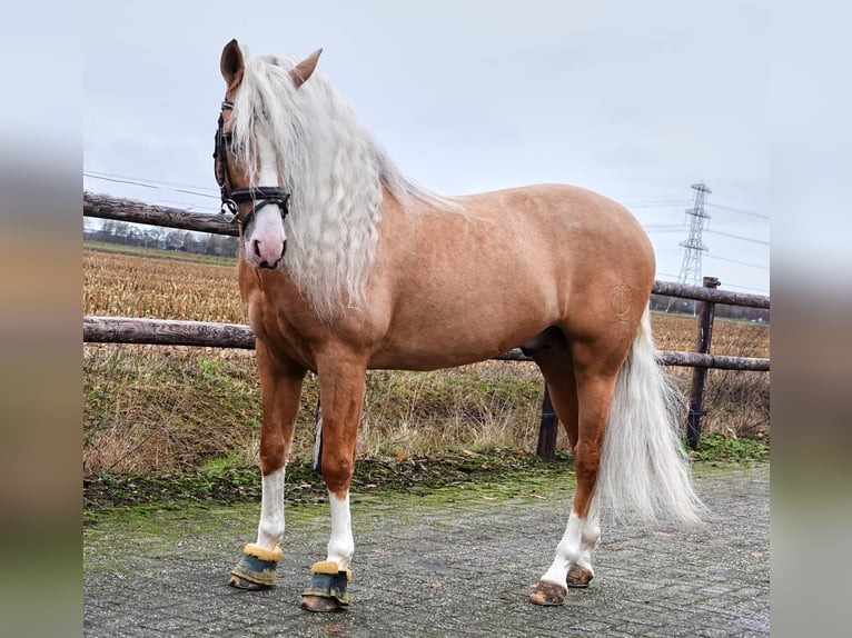 PRE Mix Ruin 6 Jaar 164 cm Palomino in Jesteburg