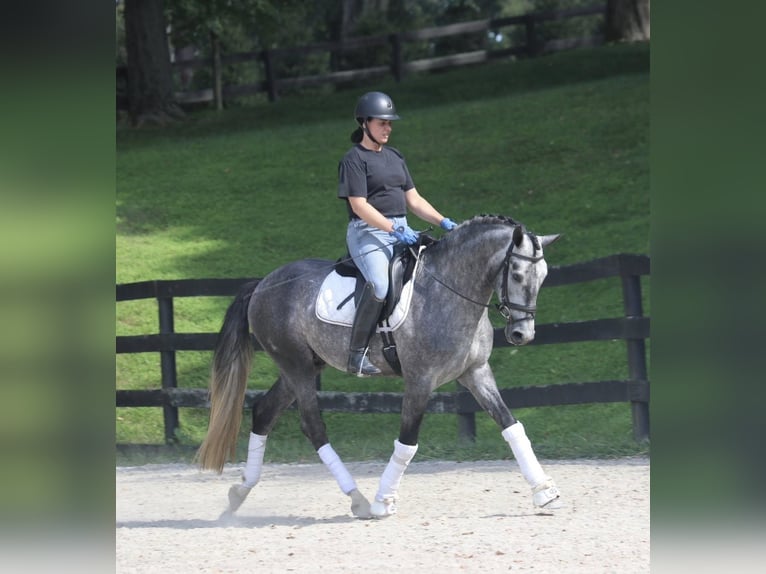 PRE Mix Ruin 6 Jaar 164 cm Schimmel in Groesbeek