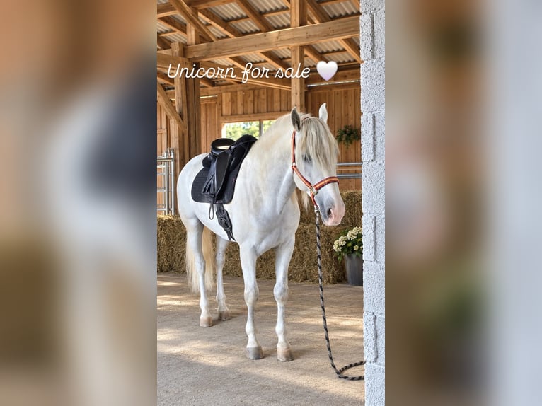 PRE Ruin 6 Jaar 164 cm Schimmel in Gefrees