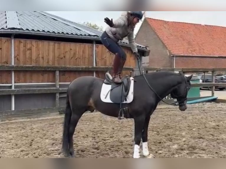 PRE Mix Ruin 6 Jaar 165 cm Falbe in Sm