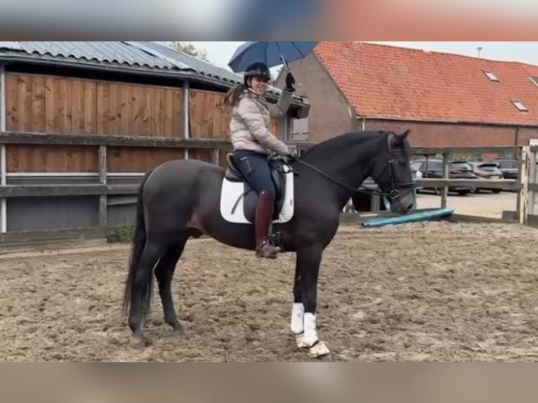 PRE Mix Ruin 6 Jaar 165 cm Falbe in Sm