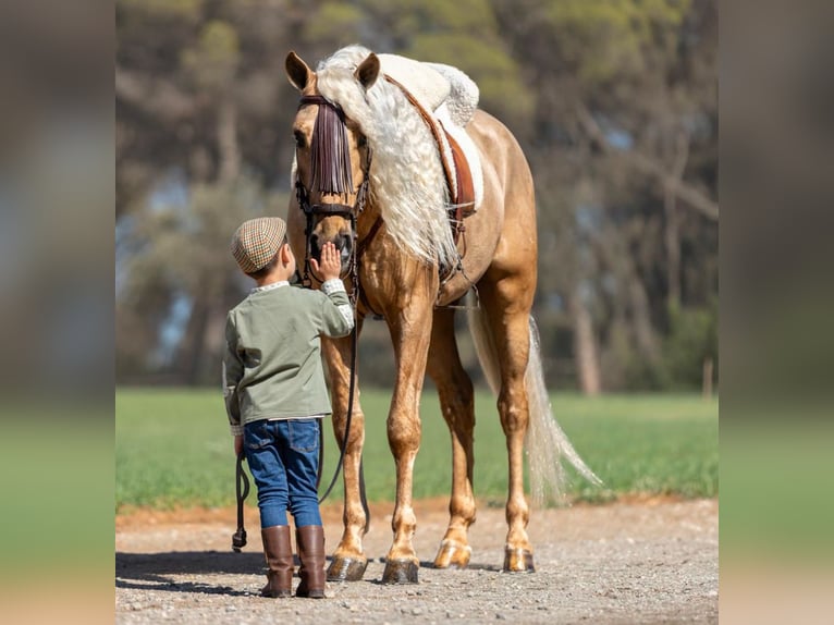 PRE Mix Ruin 6 Jaar 165 cm Palomino in Ridderkerk