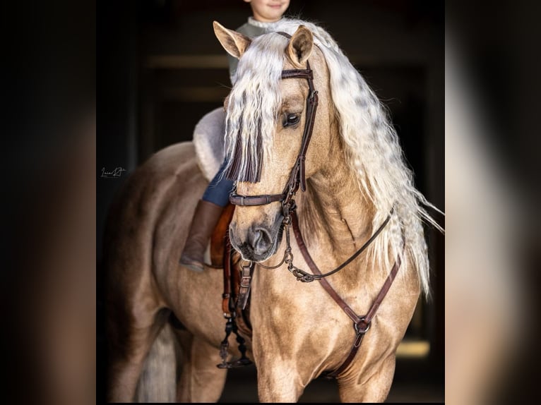 PRE Mix Ruin 6 Jaar 165 cm Palomino in Ridderkerk