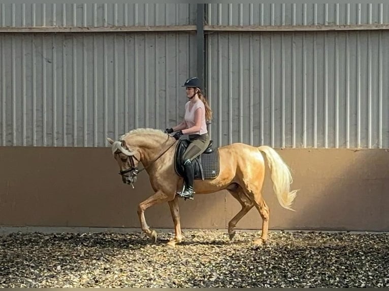 PRE Mix Ruin 6 Jaar 165 cm Palomino in Ridderkerk