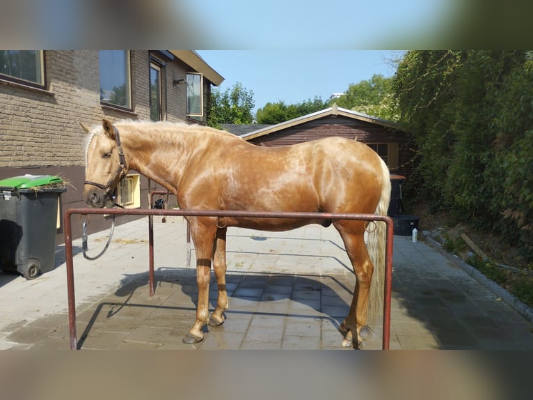 PRE Mix Ruin 6 Jaar 165 cm Palomino in Ridderkerk