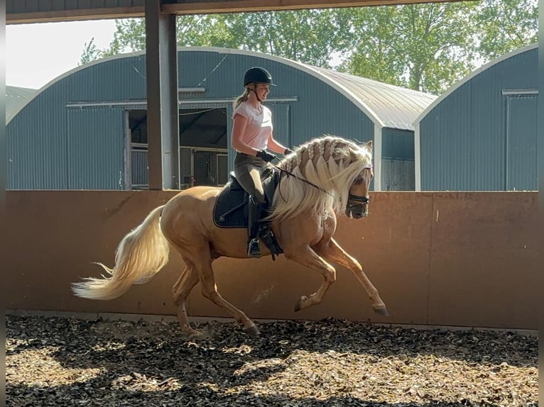 PRE Mix Ruin 6 Jaar 165 cm Palomino in Ridderkerk