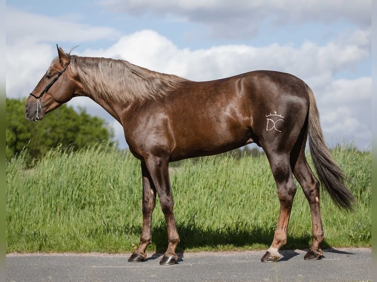 PRE Mix Ruin 6 Jaar 165 cm Palomino in Comberbach