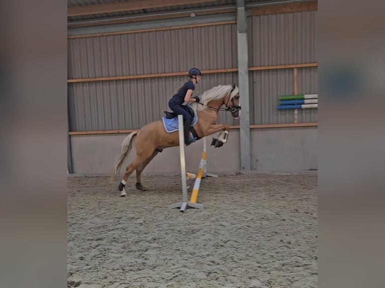 PRE Ruin 6 Jaar 165 cm Palomino in Sankt Katharinen