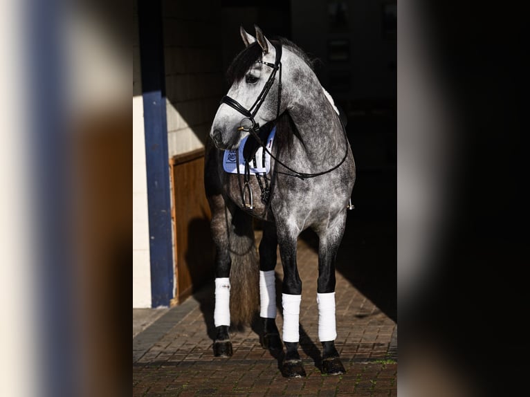 PRE Mix Ruin 6 Jaar 165 cm Schimmel in Steuden