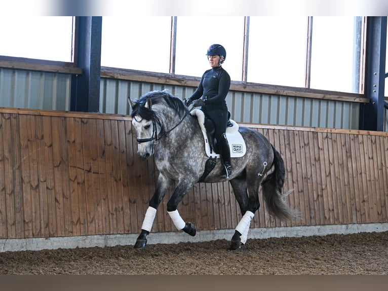 PRE Mix Ruin 6 Jaar 165 cm Schimmel in Steuden